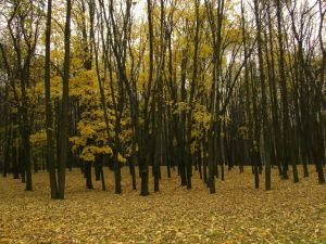 Image:Forêt1.jpg