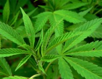 Image:Cannabis2.jpg