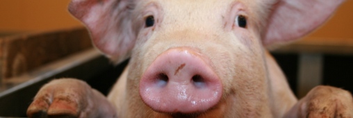 Image:Cochon.jpg