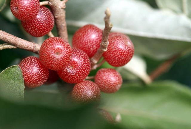 Image:Olived'automne.jpg