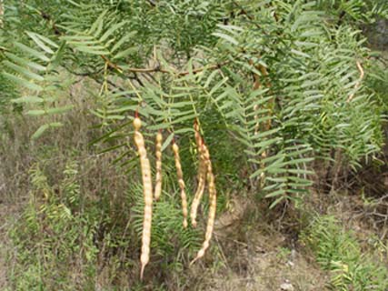 Image:Mesquite.jpeg