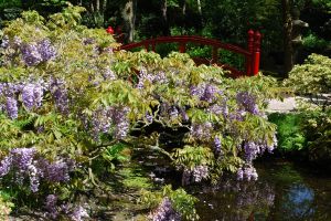 Image:Plantes3.jpg