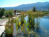 Piscine Biologique