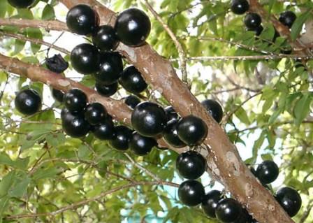 Jaboticaba