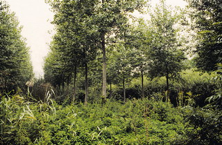 Image:Sylviculture2.jpg