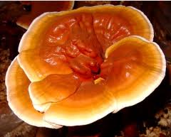 Image:Champignonreishi.jpeg