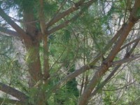 Image:Pinalep2.jpg