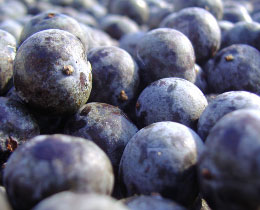 Image:Baieacai.jpg