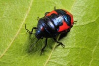 Image:Inverteb2.jpg