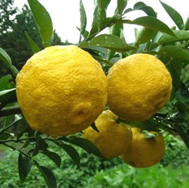Image:Yuzu.jpg