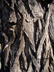 Image:Arbres2.jpg
