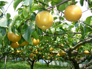 Image:Nashi.jpg