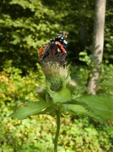 biodiversité