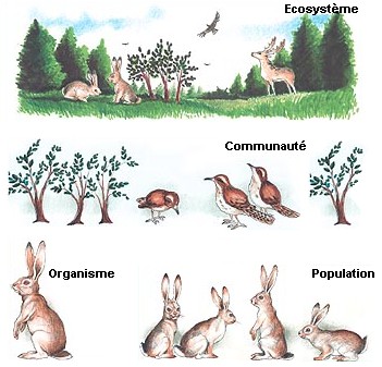 Image:Bioceno2.jpg