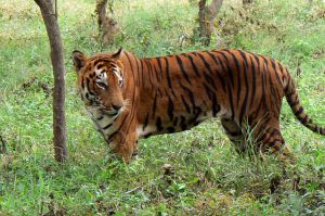 Image:Tigre2.jpg