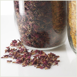 Image:Phyto2.jpg