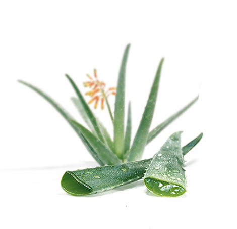 Image:Aloe.jpg