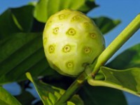 Noni