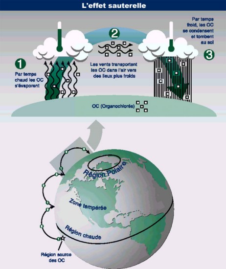 Image:Effsautr2.jpg