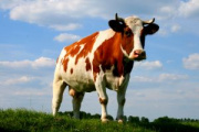 vache