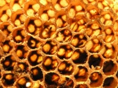 cire d'abeille